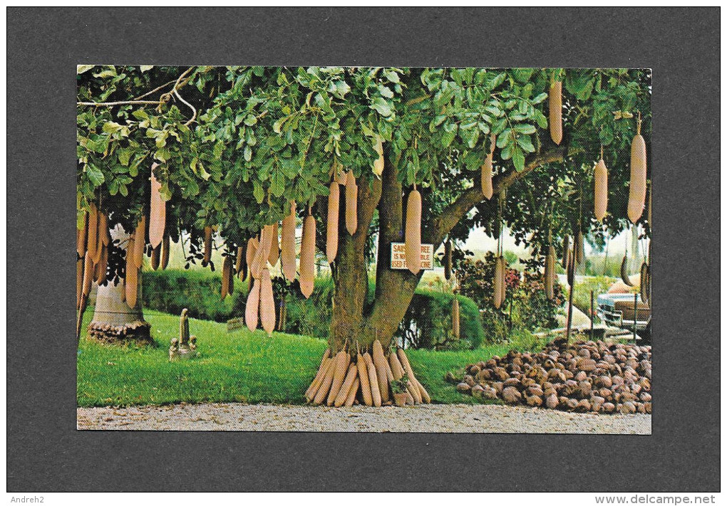 FLEURS ET PLANTES - THE SAUSAGE TREE (KIGELIA PINNATA) ALSO CALLED THE FETISH TREE, NATIVE OF TROPICAL AFRICA - Autres & Non Classés