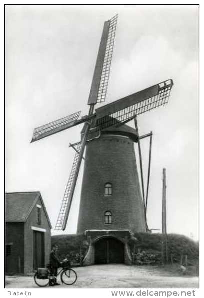 SINT-HUIBRECHTS-LILLE Bij Neerpelt (Limb.) - Molen/moulin - De Stenen Molen Voor De Restauratie - Neerpelt