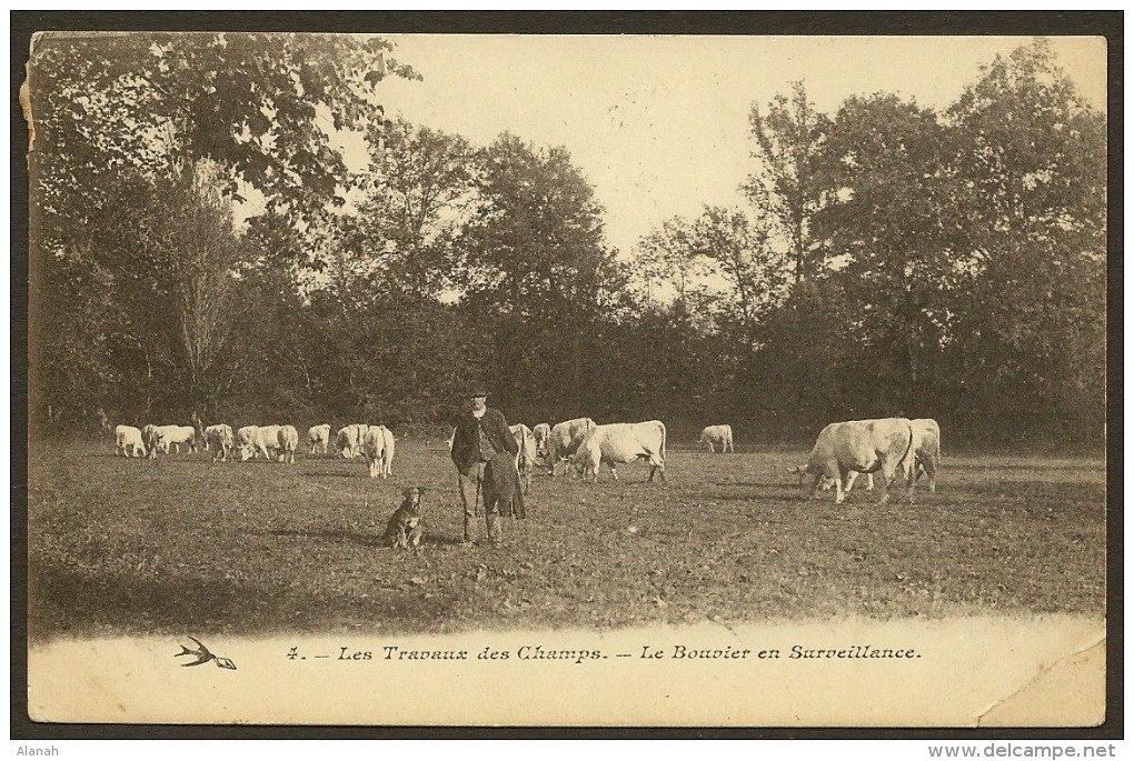 Les Travaux Des Champs Le Chien Bouvier En Surveillance Des Vaches (Hirondelle) Nièvre (58) - Other & Unclassified