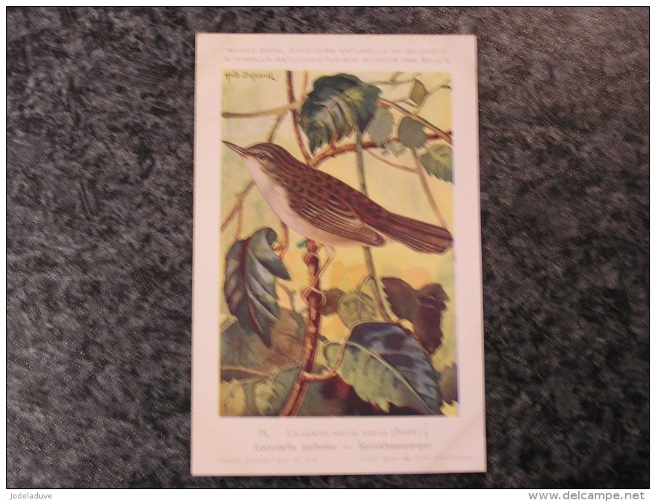LOCUSTELLE TACHETEE Musée Royal D´ Histoire Naturelle Belgique Oiseau Bird Oiseaux Illustration DUPOND H Carte Postale - Oiseaux