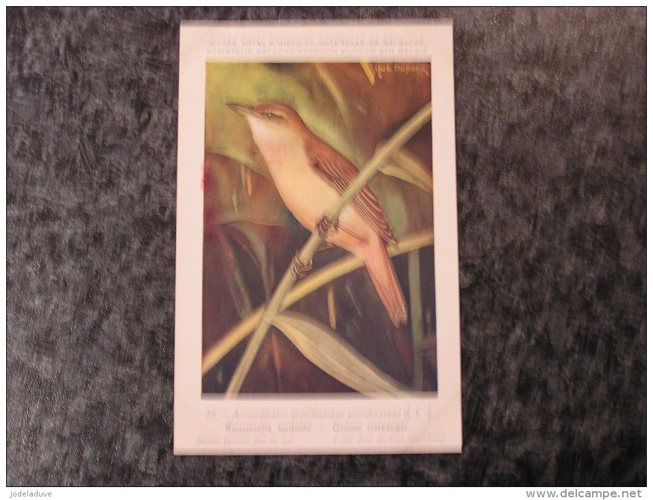 ROUSSEROLLE TURDOIDE  Musée Royal D´ Histoire Naturelle Belgique Oiseau Bird Oiseaux Illustration DUPOND H Carte Postale - Oiseaux