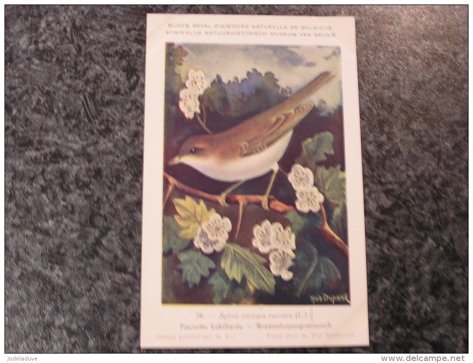 FAUVETTE BABILLARDE  Musée Royal D´ Histoire Naturelle Belgique Oiseau Bird Oiseaux Illustration DUPOND H Carte Postale - Oiseaux