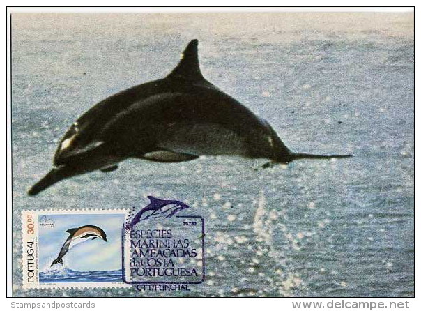 Portugal Madère Dauphin Dauphins Carte Maximum 1983 Madeira Dolphin Dophins Maxicard - Delfines