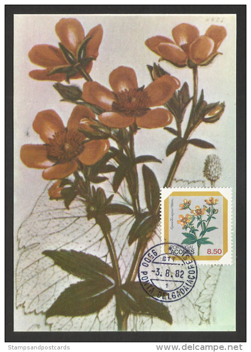 Portugal Açores Fleur Ranunculus Azoricus Carte Maximum 1982 Azores Flower Maxicard - Maximum Cards & Covers