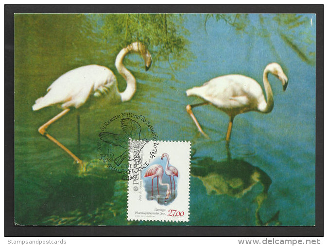 Portugal Oiseau Flammant Rose Carte Maximum 1982 Flamingo Bird Maxicard - Flamants