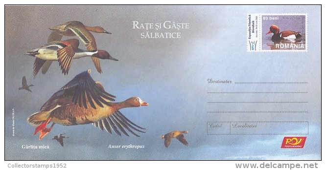 542FM- BIRDS, LESSER WHITE FRONTED GOOSE, COVER STATIONERY, 2007, ROMANIA - Oies