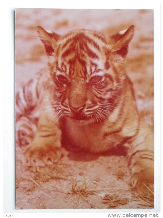 Young Tiger   / Polish   Postcard - Tigres