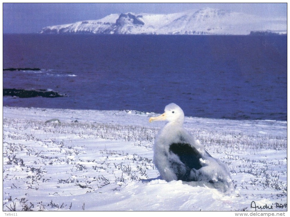 Lot De 6 Cartes - Terres Australes Et Antartiques - Photo De Fatras - Cormoran Kerguelen -Moutons - Renne - Albatros - TAAF : Territori Francesi Meridionali