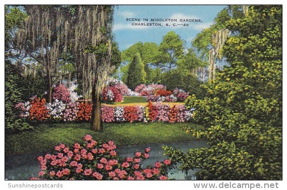 Scene In Middleton Gardens Charleston South Carolina - Charleston