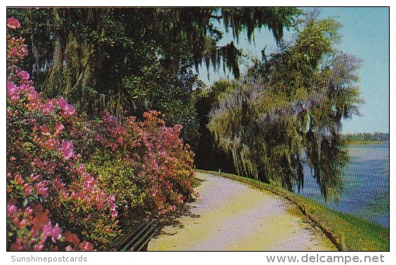 Magnolia Worlds Most Beautiful Garden Charleston South Carolina - Charleston