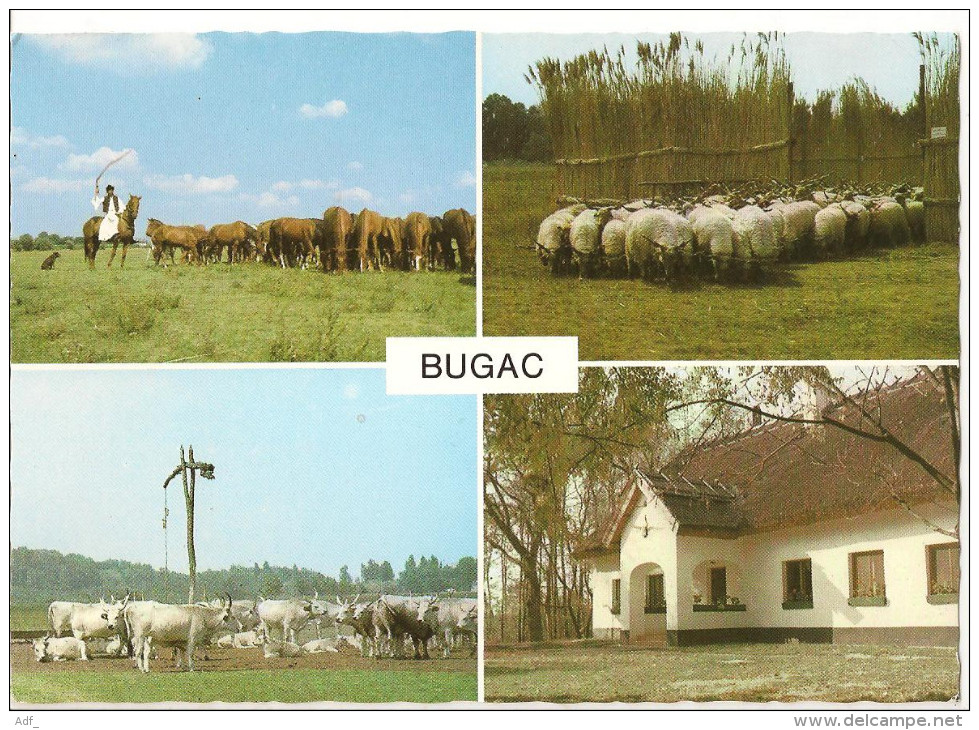 CPSM BUGAC CHEVAUX MOUTONS VACHES - Bulgaria