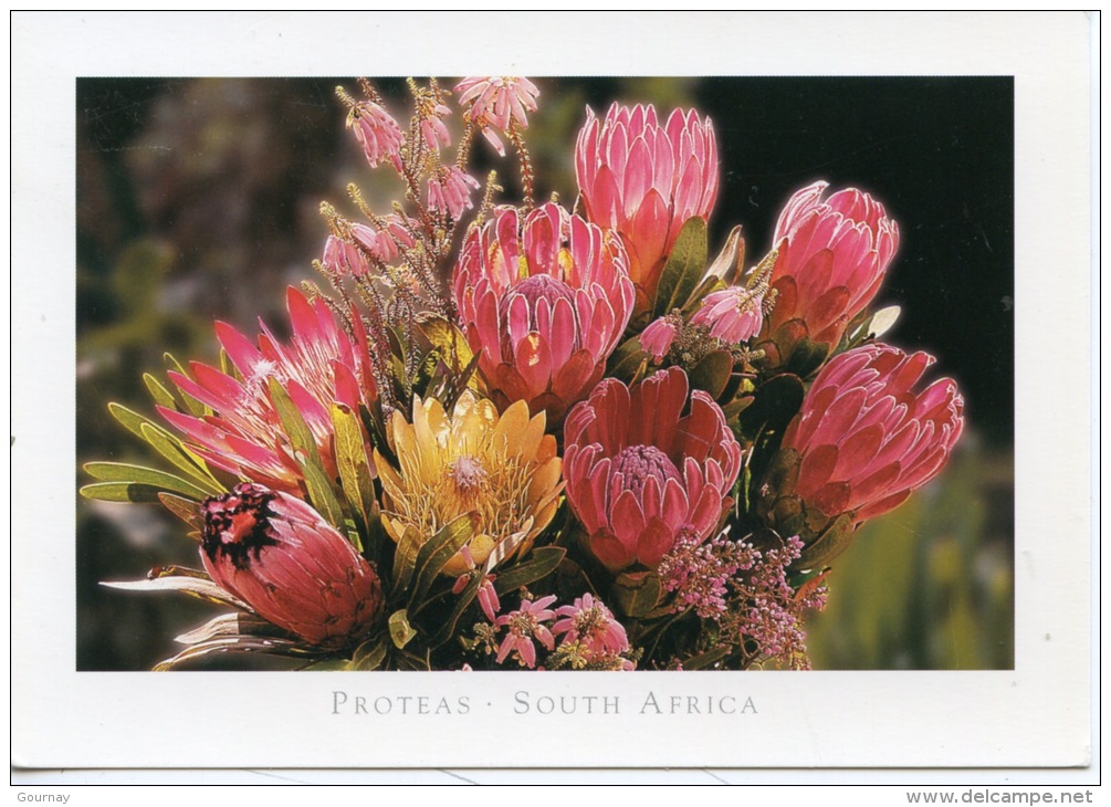 Protéas Famille Des Proteaceae - Afrique Du Sud - South Africa (flore) - Cactus