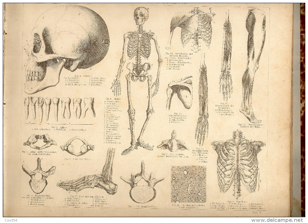 NATURHISTORISCHER SCHULATLAS 1880 , Dr FRIEDRICH TRAUMULLER - Nature