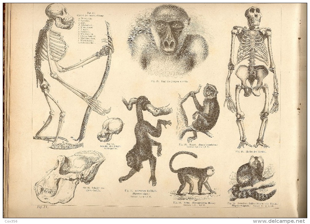 NATURHISTORISCHER SCHULATLAS 1880 , Dr FRIEDRICH TRAUMULLER - Nature