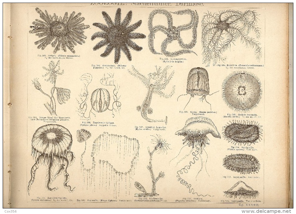 NATURHISTORISCHER SCHULATLAS 1880 , Dr FRIEDRICH TRAUMULLER