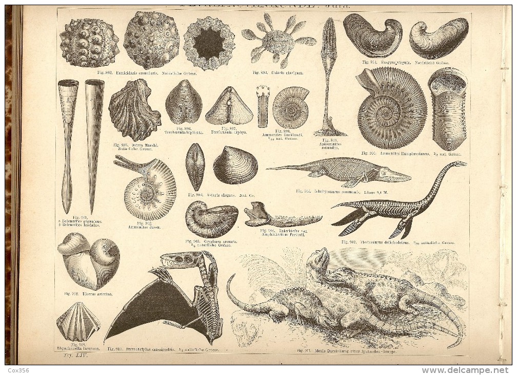 NATURHISTORISCHER SCHULATLAS 1880 , Dr FRIEDRICH TRAUMULLER