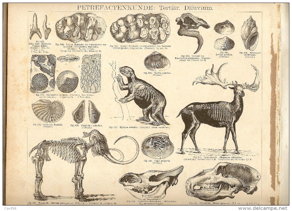 NATURHISTORISCHER SCHULATLAS 1880 , Dr FRIEDRICH TRAUMULLER