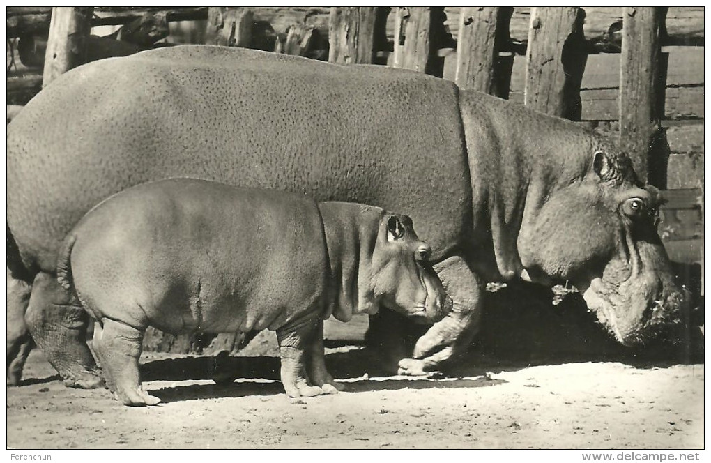 HIPPOPOTAMUS * BABY HIPPO * ANIMAL * ZOO & BOTANICAL GARDEN * BUDAPEST * KAK 0203 612 * Hungary - Flusspferde