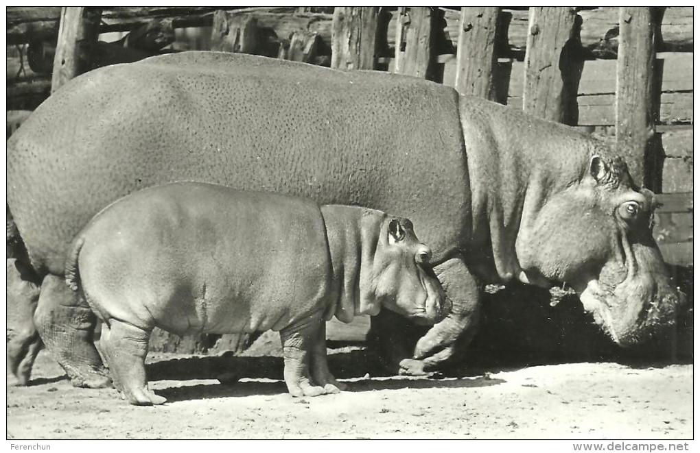 HIPPOPOTAMUS * BABY HIPPO * ANIMAL * ZOO & BOTANICAL GARDEN * BUDAPEST * KAK 0203 643 * Hungary - Hippopotamuses