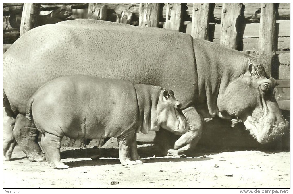 HIPPOPOTAMUS * BABY HIPPO * ANIMAL * ZOO & BOTANICAL GARDEN * BUDAPEST * KAK 0203 652 * Hungary - Hippopotamuses