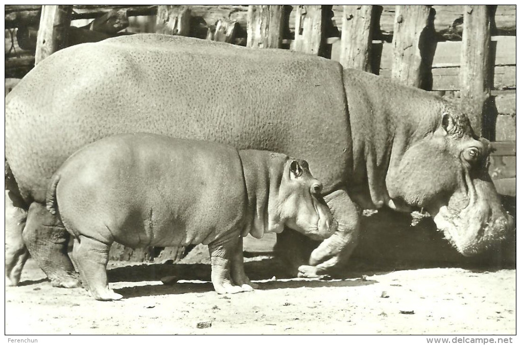 HIPPOPOTAMUS * BABY HIPPO * ANIMAL * ZOO & BOTANICAL GARDEN * BUDAPEST * KAK 0203 652 * Hungary - Ippopotami