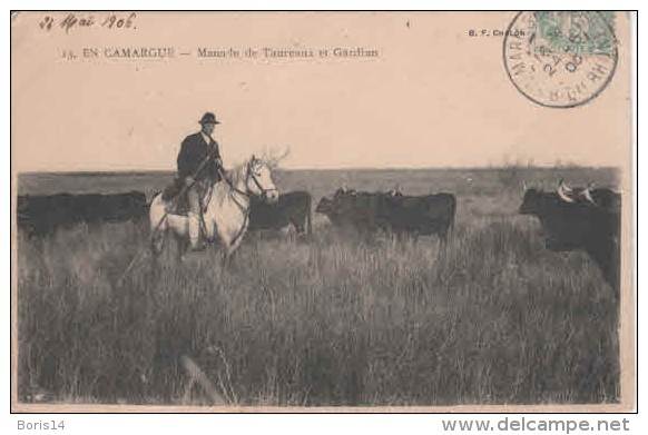 13- 80325  -  CAMARGUE     ///    SAINTES   MARIES   DE   LA   MER     ""     LA MANADE   En 1900 - Saintes Maries De La Mer