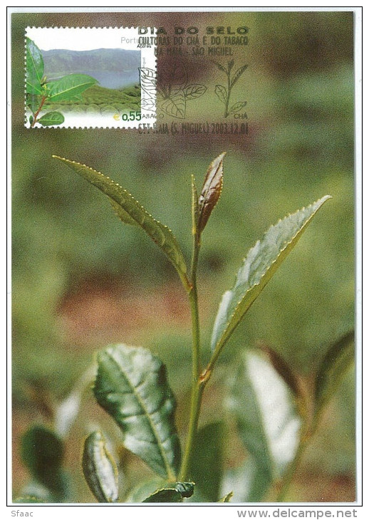 Portugal Maximum - Tea Plant- Planta Do Chá - Stamp Day - Maia (S. Miguel) - Açores 2003 - Plantes Médicinales