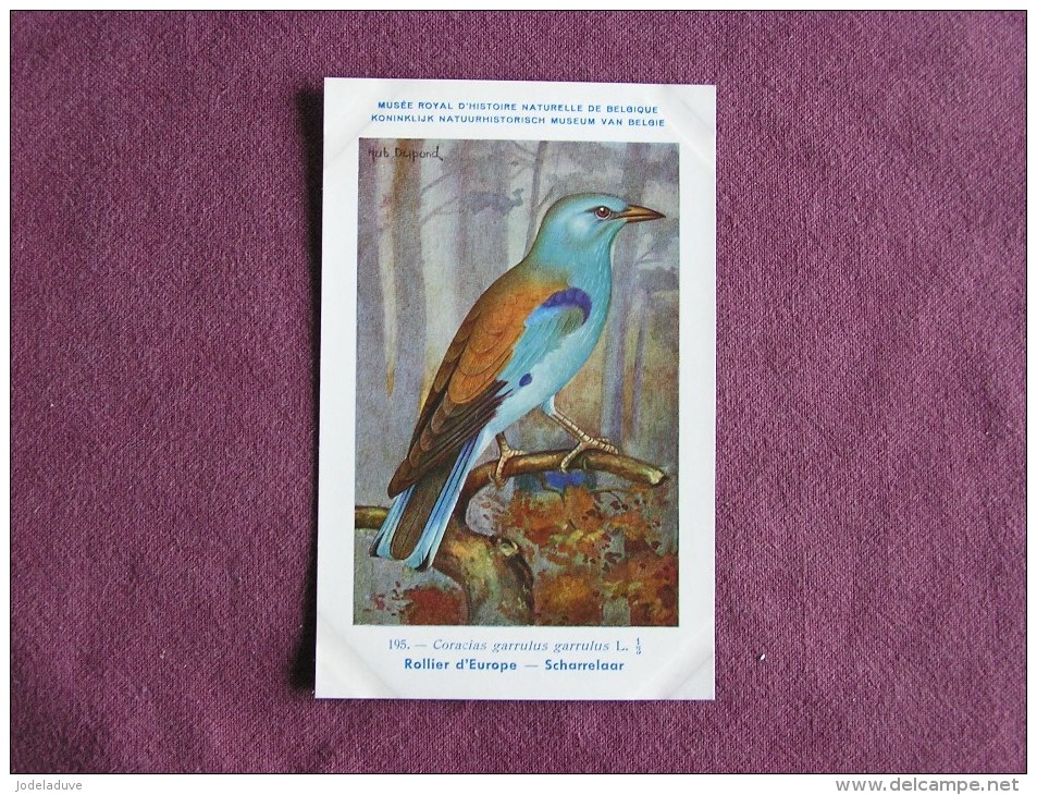 ROLLIER D' EUROPE Musée Royal D´ Histoire Naturelle Belgique Oiseau Bird Oiseaux Illustration DUPOND H Carte Postale - Oiseaux