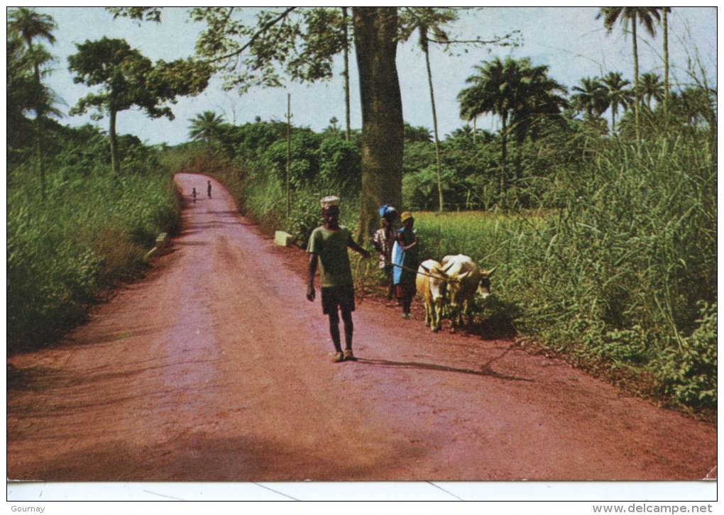 Afrique : Sierra Leone - The Road To Yele (jack Milton Photographe) - Sierra Leone