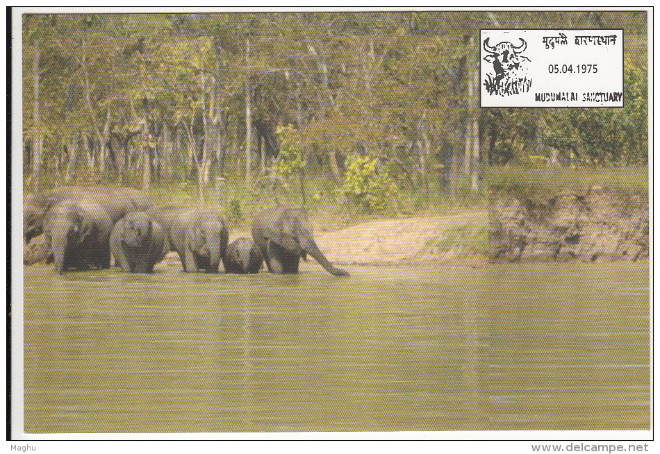 Madhumalai Wild Life Sanctuary, Dept. Of Post Picture Postcard, Pictorial Cancel Image, Elephant Animal, Tiger Reserve, - Elephants