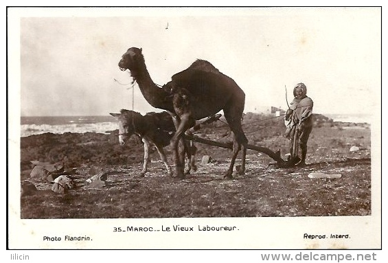 Postcard RA001737 - Morocco (Maroc) Le Vieux Laboureur - África