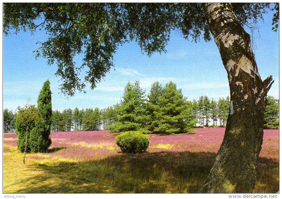 Lüneburger Heide - Heideblüte 1 - Lüneburger Heide