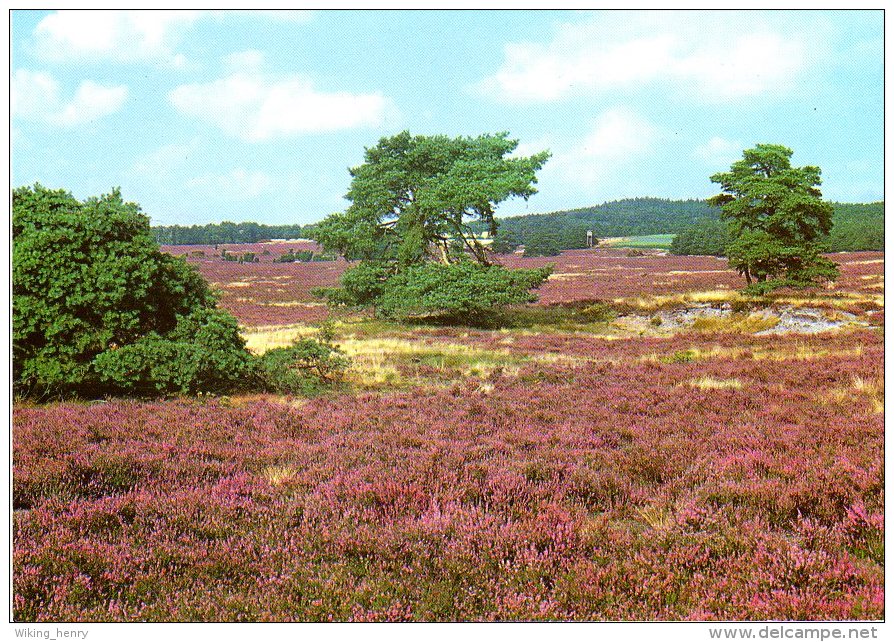 Lüneburger Heide - Heideblüte 2 - Lüneburger Heide