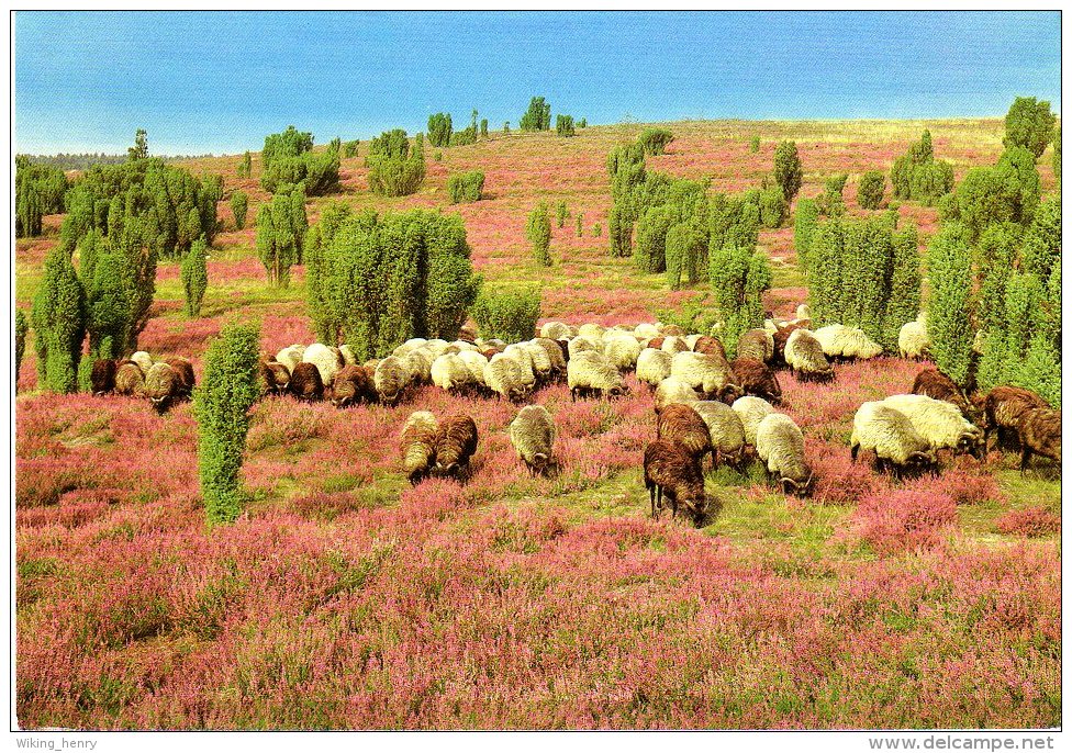 Lüneburger Heide - Heidelandschaft Heidschnucken 1 - Lüneburger Heide