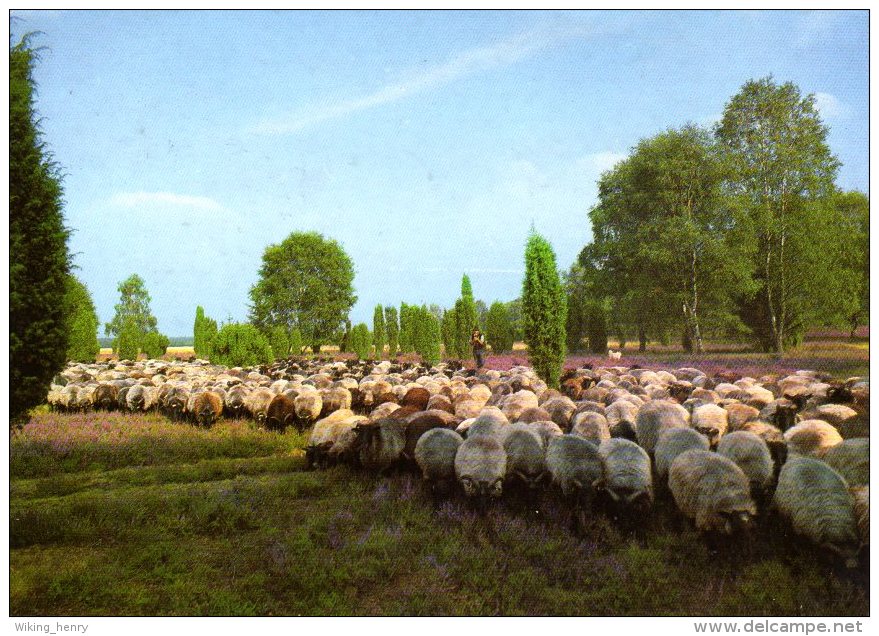 Lüneburger Heide - Heidelandschaft Heidschnuckenherde - Lüneburger Heide