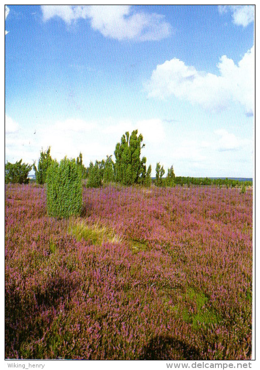 Lüneburger Heide - Heidelandschaft Mit Wacholder - Lüneburger Heide