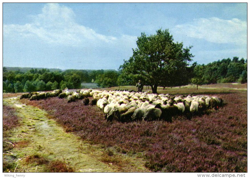 Lüneburger Heide - Heidschnucken 2 - Lüneburger Heide