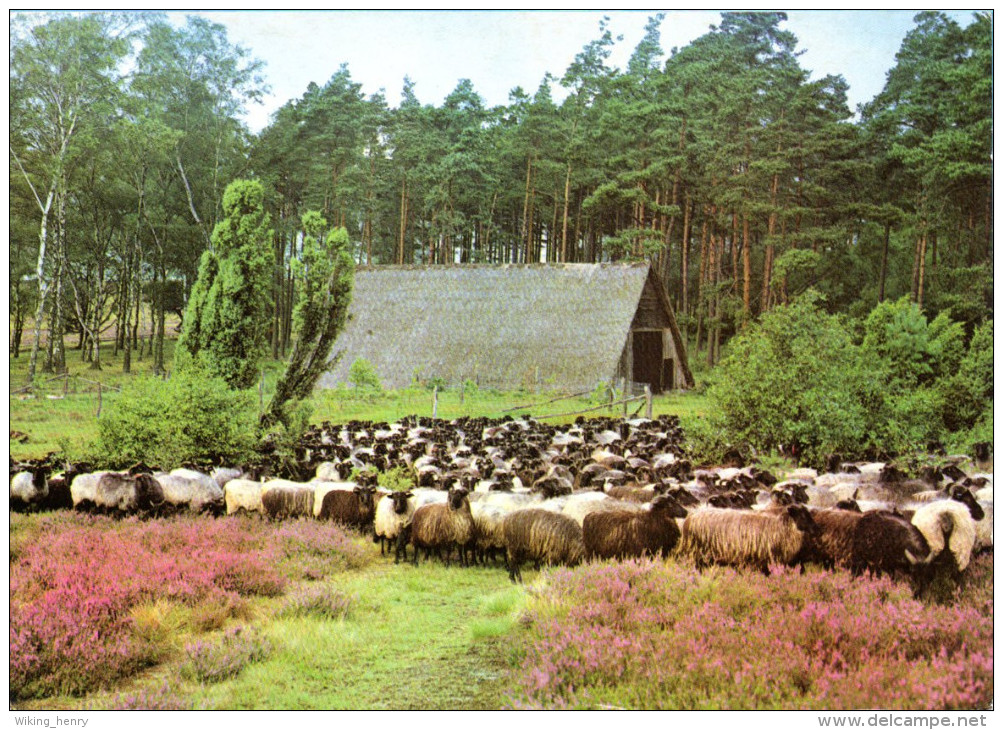 Lüneburger Heide - Heidschnucken Alter Schafstall - Lüneburger Heide