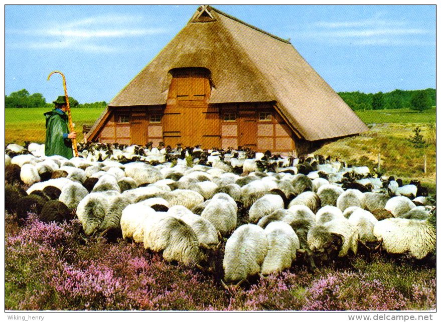 Lüneburger Heide - Heidschnucken Am Schafstall - Lüneburger Heide