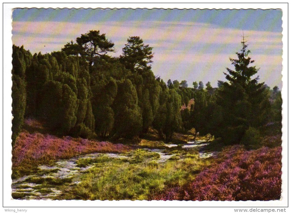 Lüneburger Heide - Im Naturschutzpark 1 - Lüneburger Heide