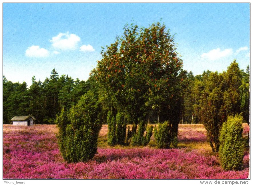 Lüneburger Heide - Im Naturschutzpark 3 - Lüneburger Heide