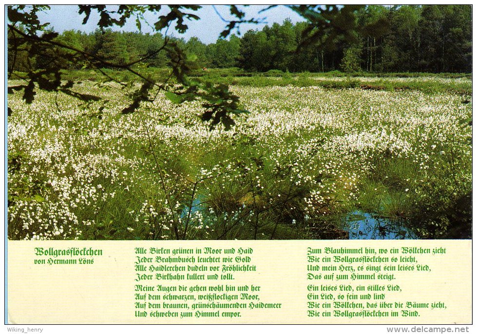 Lüneburger Heide - Wollgras In Der Lüneburger Heide - Luechow