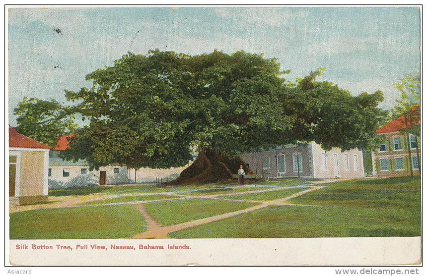 Bahamas Silk Cotton Tree, Full View Nassau Bahama  Edit Moore 259  Used Nassau 1909 - Bahamas