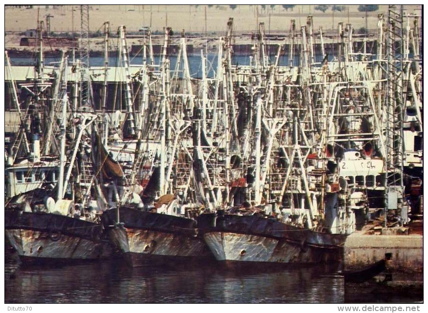 Flotte De Crevettiers A Mina Al Ahmadi - Shrimp Boats At Mina Al Ahmadi - Formato Grande Non Viaggiata - Kuwait