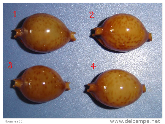 Cypraea Globulus Phaeridium Phillipines N°2 - Seashells & Snail-shells