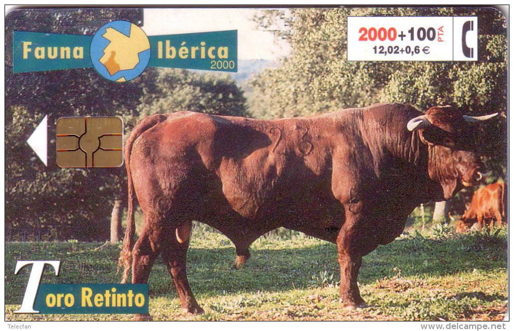 ESPAGNE SPAIN FAUNA IBERICA TORO 2000 PTAS UT - Koeien