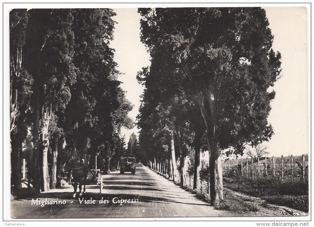 Migliarino - Viale Dei Cipressi - Pisa - H1966 - Pisa