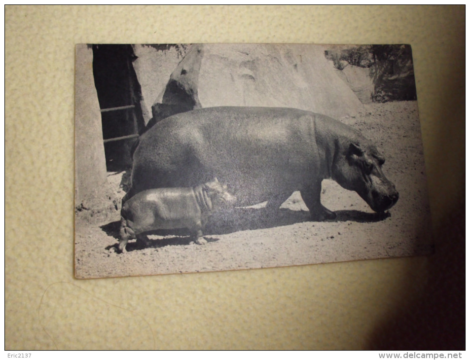 PARC ZOOLOGIQUE DU BOIS DE VINCENNES...HIPPOPOTAME ET SON PETIT - Nijlpaarden