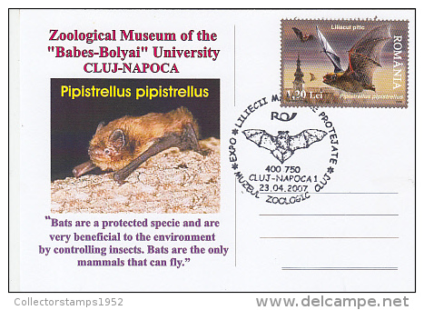 9481- COMMON PIPISTRELLE BAT, SPECIAL POSTCARD, 2007, ROMANIA - Bats