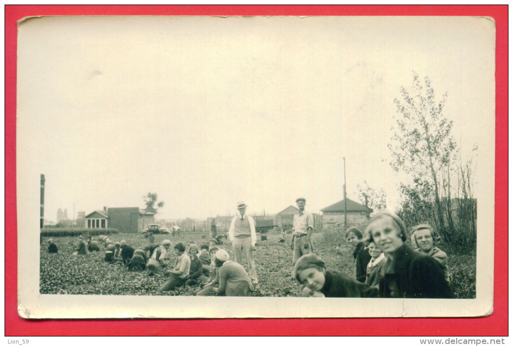 158067 / BULGARIA IMMIGRANTS TO WORK IN VEGETABLE GARDENS - Brown 1933 Photo Service In Minneapolis ( Minnesota ) - Minneapolis